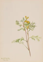 Capnoides aureum