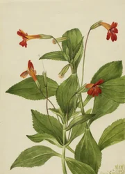 Fiore di scimmia cardinale (Mimulus cardinalis)