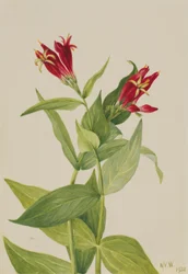 Carolina Pink (Spigelia marylandica)
