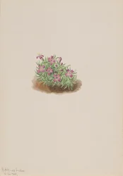 Silene Acaulis Rosa del Tappeto, 1905