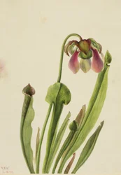 Pianta grassa di Catesby (Sarracenia catesaei)