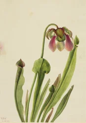 Sarracenia di Catesby