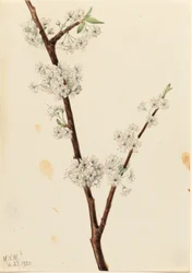 Prugna di Chickasaw (Prunus angustifolia)