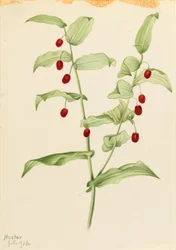 Gambo contorto (Streptopus amplexifolius)
