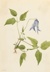 Clematide di Columbia