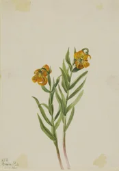 Giglio di Columbia (Lilium columbianum)