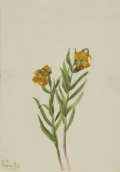 Giglio di Columbia, 1925
