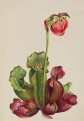 Pianta comune (Sarracenia purpurea venosa)