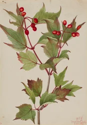Mirtillo rosso (Viburnum pauciflorum)