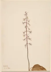 Orchidea della gru (Tipularia uniflora)