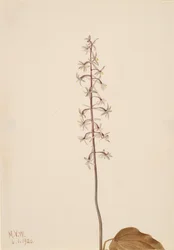 Orchidea Tipularia uniflora