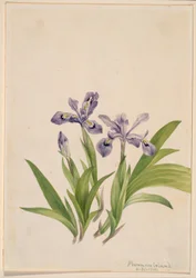 Iris crestata (Iris cristata)