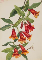 Crossvine (Anisostichus capreolatus)