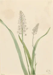 Veleno di corvo (Chrosperma muscaetoxicum)