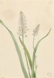 Chrosperma muscaetoxicum, 1921