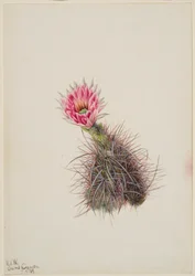 Cactus Cetriolo