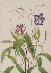 Clematide riccia (Clematis crispa)