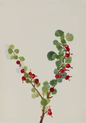 Ribes (non finito) (Ribes species)