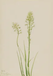 Camas velenoso Zygadenus venenosus, 1923