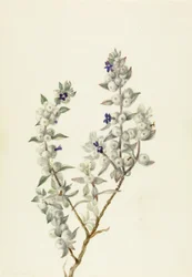 Salvia della Valle della Morte (Salvia funerea)