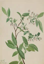 Uva di cervo (Polycodium stamineum)
