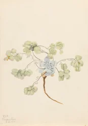 Physaria didymocarpa, 1920