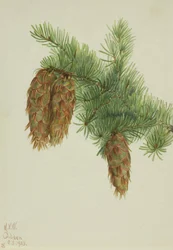 Abete di Douglas (Pseudotsuga mucronata)