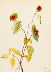 Caprifoglio di Douglas (Lonicera glaucescens)