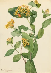 Caprifoglio di Douglas Lonicera glaucescens, 1919
