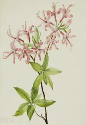 Fioritura di pignolo (Azalea rosea)