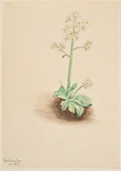 Sassifraga precoce (Saxifraga virginiensis)