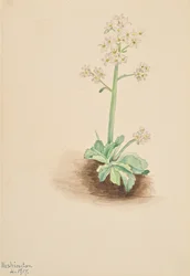 Sassifraga precoce Saxifraga virginiensis, 1917