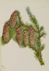 Abete Engelmann (Picea engelmanni)
