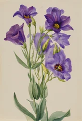 Eustoma russelianum, ca. primi anni 1930