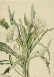Primula della sera (Pachyoplus hirsutus)