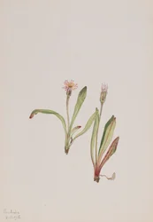 Falso dente di leone Agoseris carnea