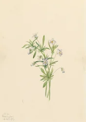 Viola dei campi Viola rafinesquii, 1919