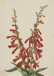 Pentstemon di fuoco Pentstemon eatonii, 1927