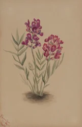 Fiori della Mesa