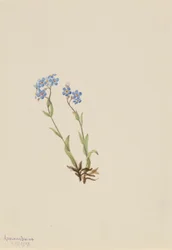 Nontiscordardime (Myosotis alpestris)