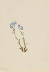 Non ti scordar di me Myosotis alpestris, 1907