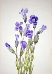 Genziana frangiata