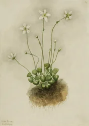 Parnassia frangiata (Parnassia fimbriata)