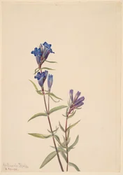 Gentian (Gentiana affinis)