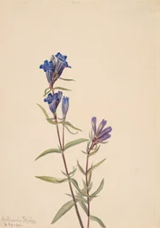 Genziana Gentiana affinis