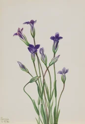 Genziana Gentiana holopetala