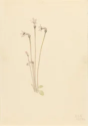 Ghostpipe (Thalesia uniflora)