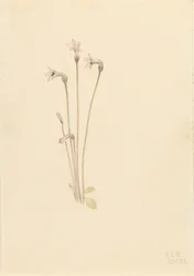 Pianta Fantasma Thalesia uniflora