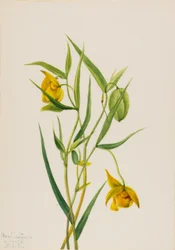 Lanterna fatata dorata Calochortus amabilis, 1936