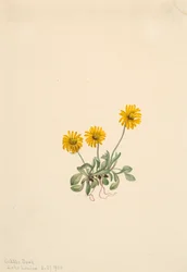 Erigeron aureus, 1904